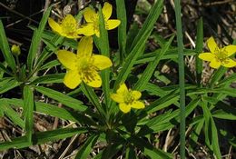 Ветреница енисейская